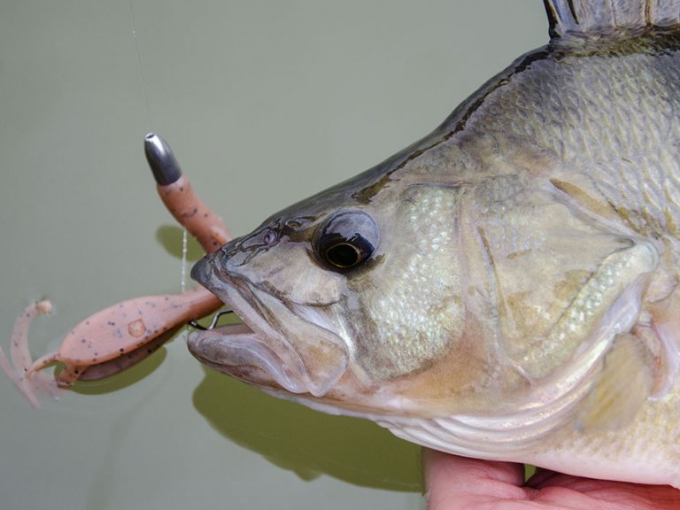 Texas Rig: Angeln mit Finesse-Montagen – Texas Rig Köder, Führung ...