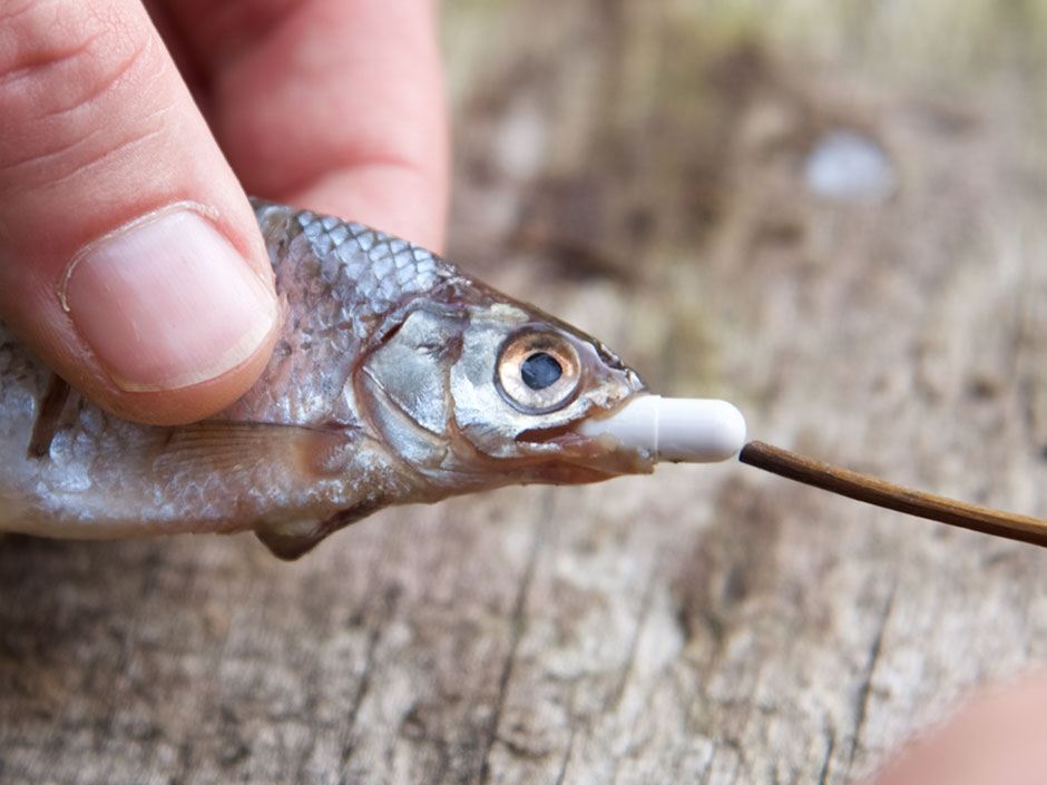 trockenfutter für igel Große Mahlzeit 
